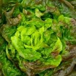 lechuga