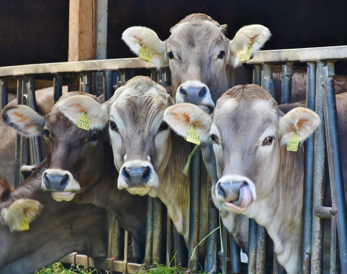 vacas loucas/alimentar/reduzir emissões