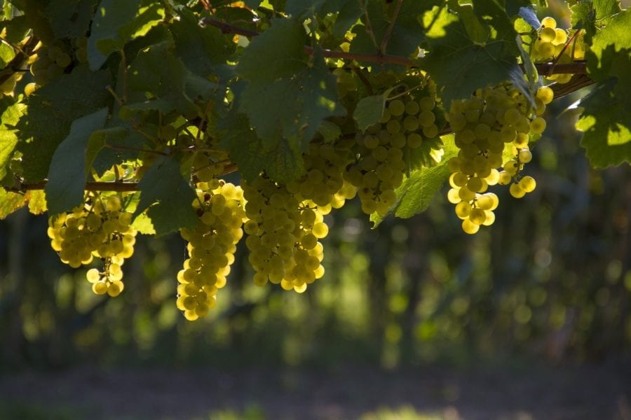 Bodegas Bilbainas natürlicher Wein und seine QualityWine-Pflanzendecke in Weinbergen