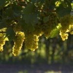 vino natural Bodegas Bilbaínas y su QualityWine cubierta vegetal en viñedos