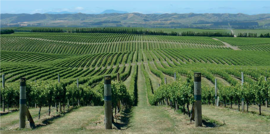 La caída del consumo de vino reduce el valor de los viñedos