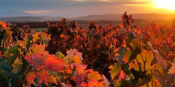 Sales of the DOCa Rioja harvest DO Rioja