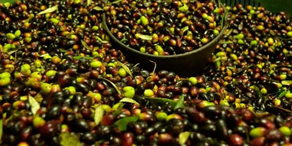 aceituna y el precio del aceite sigue en caída norma de calidad