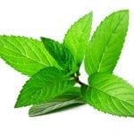 hierbabuena fresca