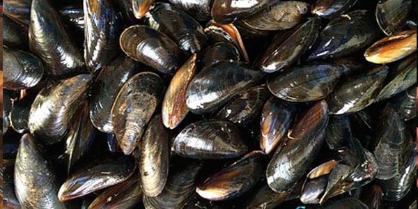 Moules de Galice