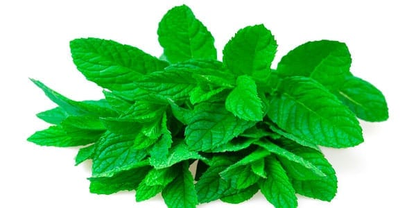 Peppermint and spearmint