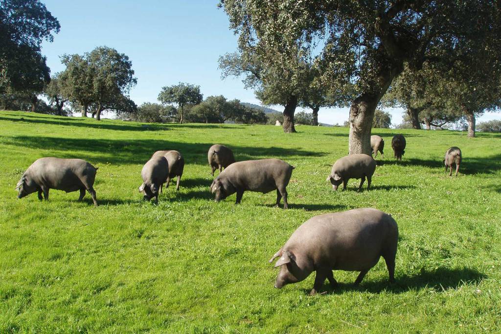 Iberischer Schweinefleischqualitätsstandard Iberischer Schinken aus den Vereinigten Staaten