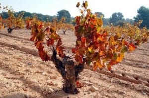 Murcia PDO Jumilla und seine Bio-Weine