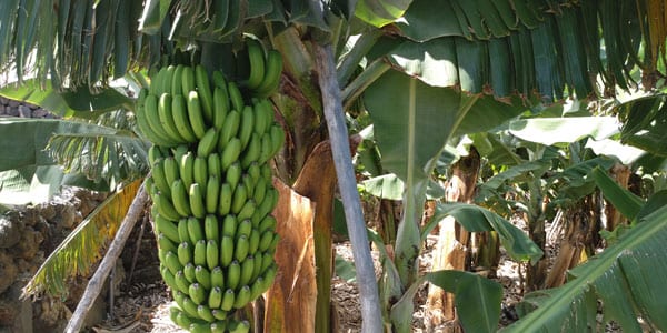 plátano costarricense