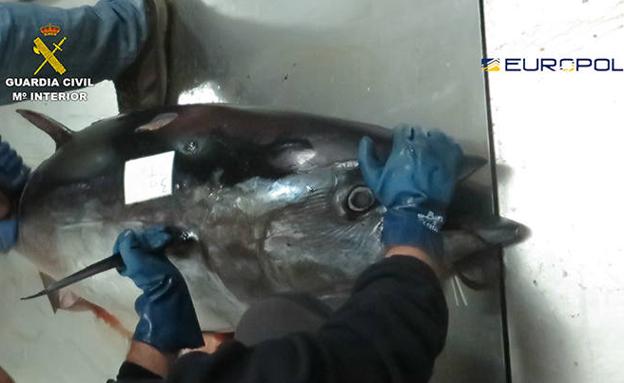 Fraude de atum rabilho
