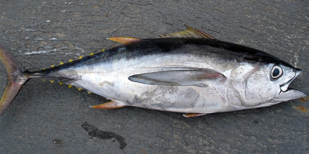 Merkurroter Thunfisch in Fisch