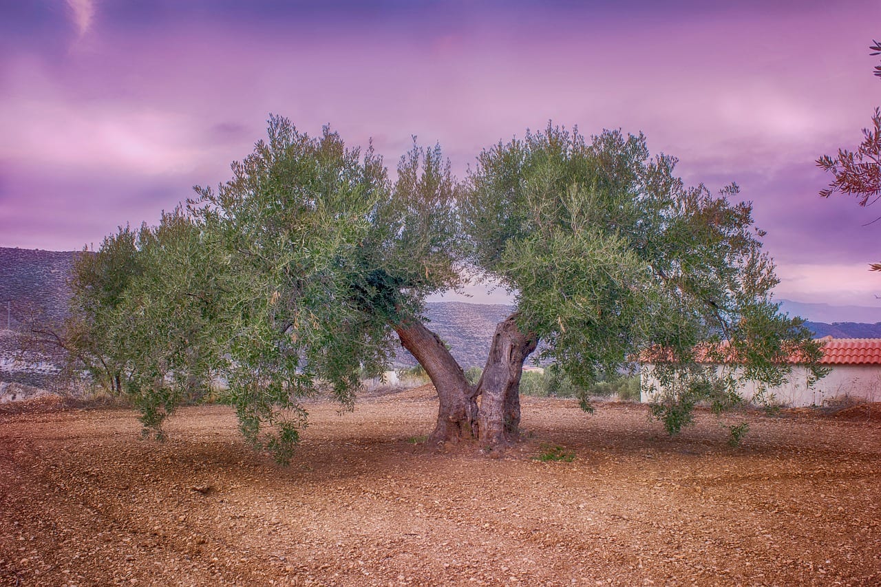 Festival delle olive