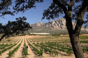 MGWines y su enoturismo bodega Venta la Vega