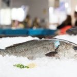 corvina