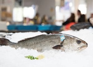 tutoriales sobre el pescado