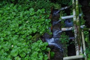 El wasabi del Montseny
