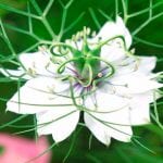 nigella1web