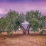 olive-3765603_1280