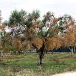 xylella-1
