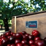 096_PICOTA_jerte 2