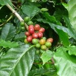 e-cafeplantaciogra