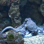 fish-1633525_1280