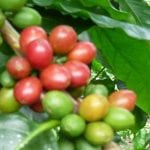 galapagoscafetalesweb