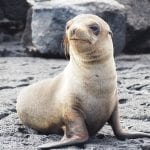 galapagoslobomarcriaweb