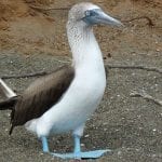 galapagospicotesazulesweb