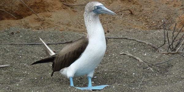 blaue Picote-Galapagos