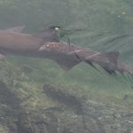 galapagostiburonweb