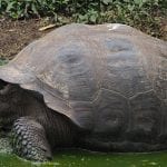 galapagostortugaweb
