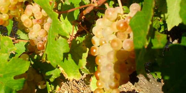 Albillo las variedades de uva blanca
