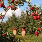 apple-1873078_1280