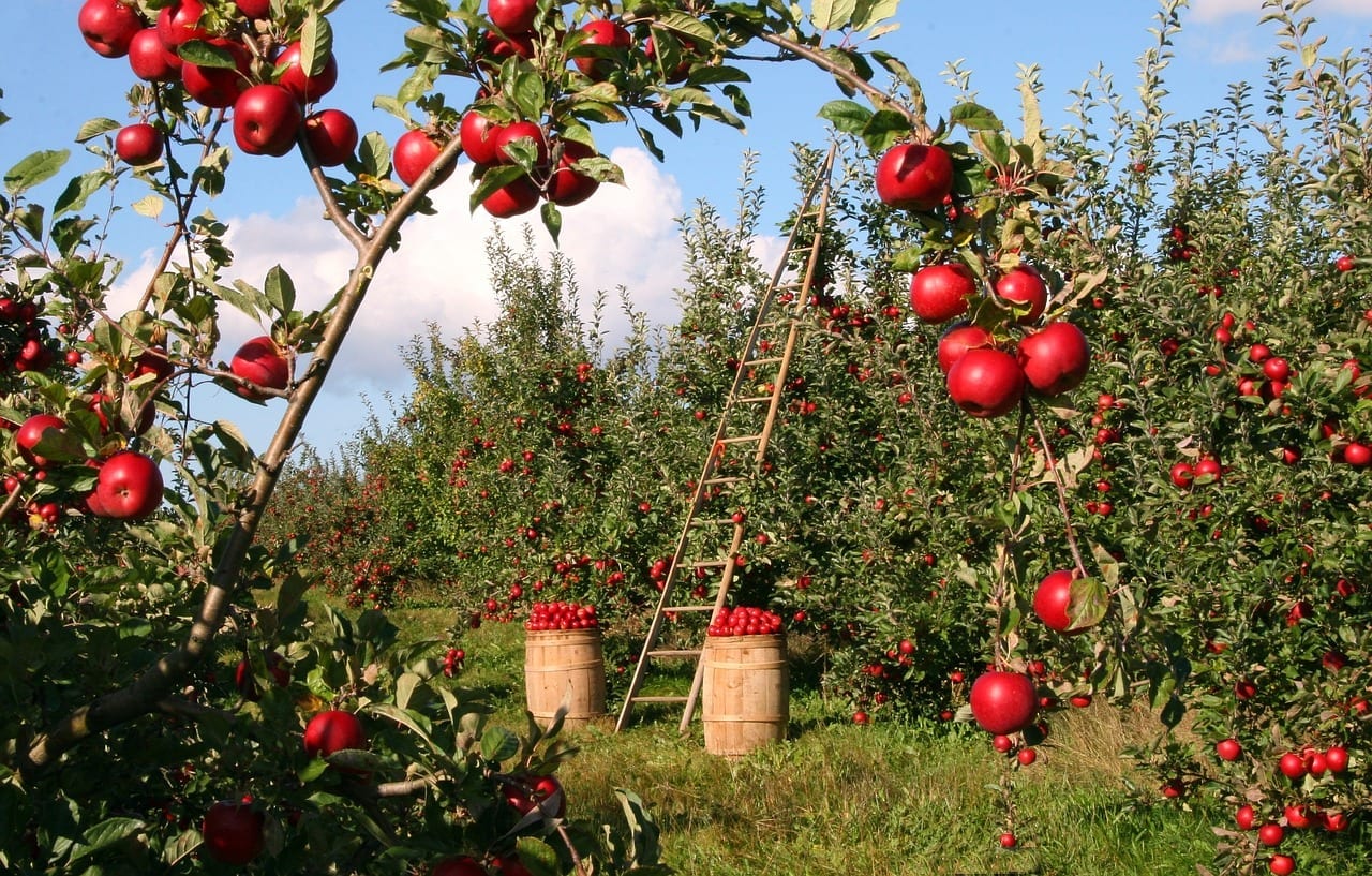 cosecha de manzana y pera manzanos