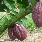 cacao1web