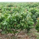 cacao2web