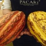 cacao4web
