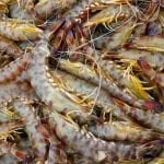 langostino
