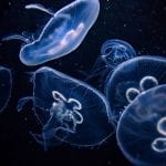 medusa-4076713_1280