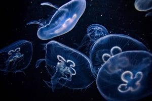 medusas