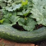 pumpkin-2711553_1280