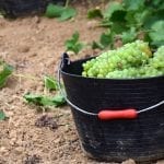 vendimia2019web
