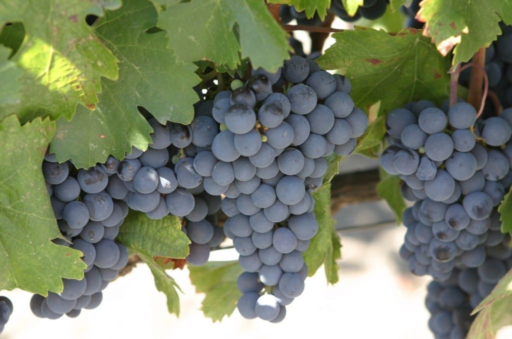 variedades de uva tinta