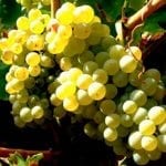 garnachablancaweb2