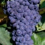 garnachatinta