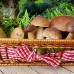 mushrooms-2678385_1920
