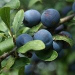 sloes-427420_1280