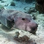underwater-721983_1280