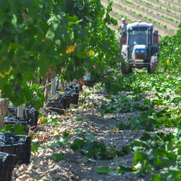 Monastrell Traubenhonig Weinberge Weingut Weltproduktion wurde